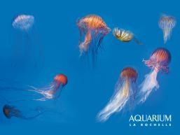 aquariumlarochelle